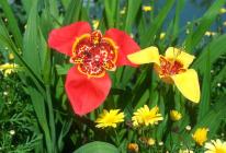 Цветок тигридия - способы посадки и выращивание Тигровый луковичный цветок